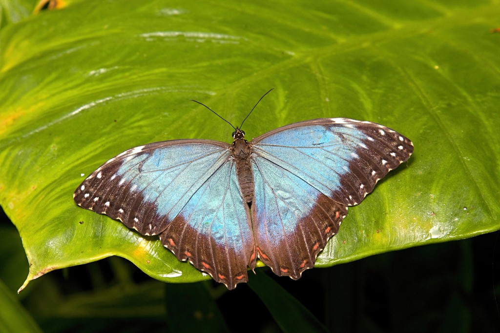 vlinder vlinders hdr insect insecten nederland uitheems Lepidoptera rups rupsen vlindertuin natuur